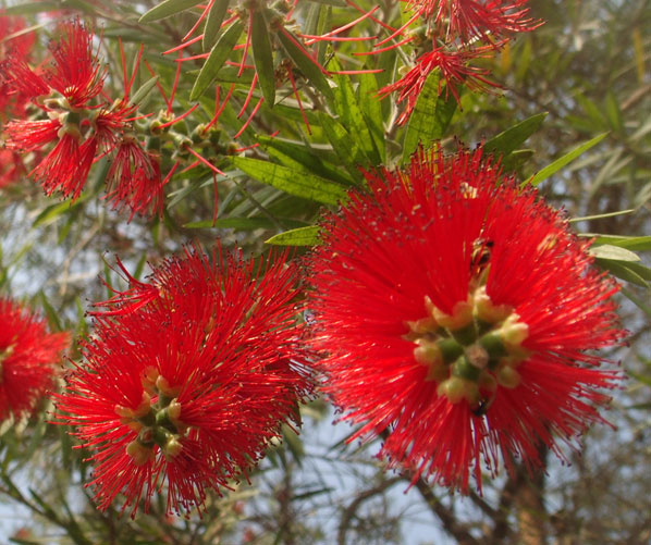 bottlebrush