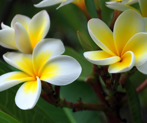 Frangipani