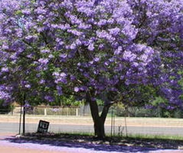 Jacaranda