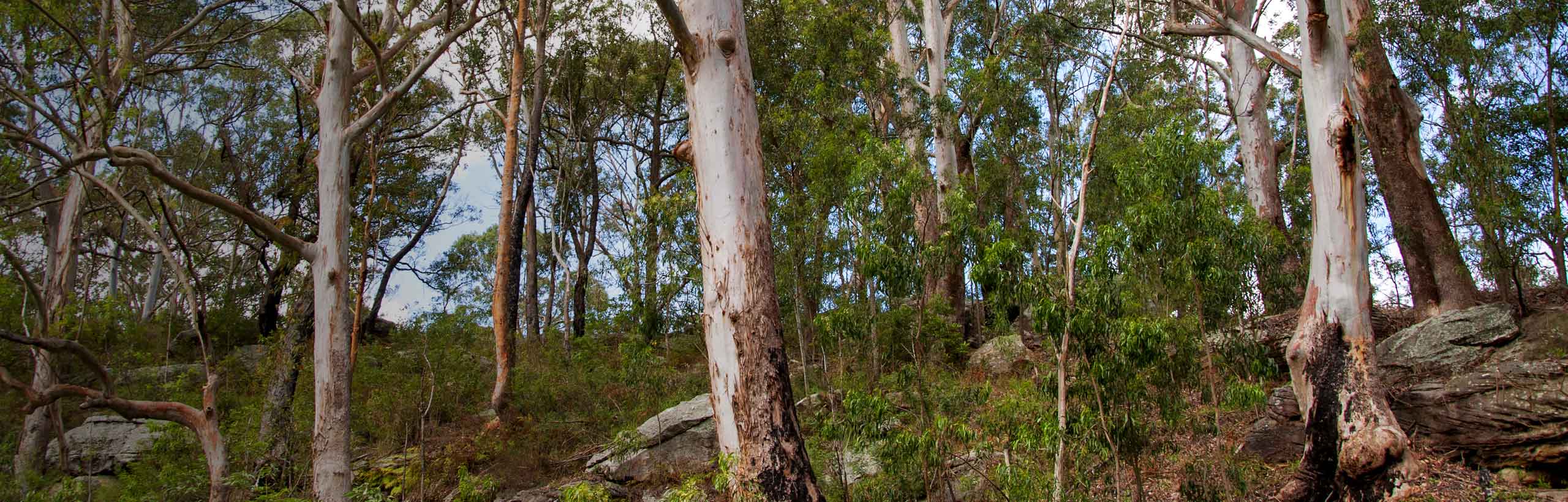 Converting cemeteries into forests