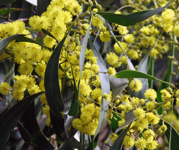 Wattle Tree